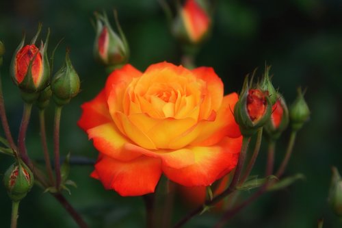 orange rose  bright  plant