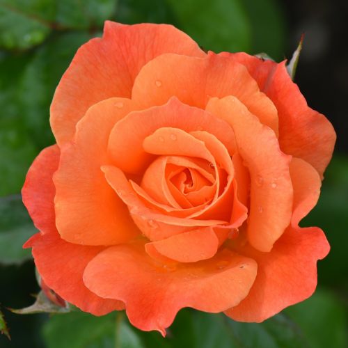 orange rose rose flower