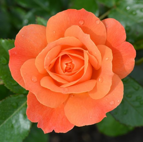 orange rose rose flower