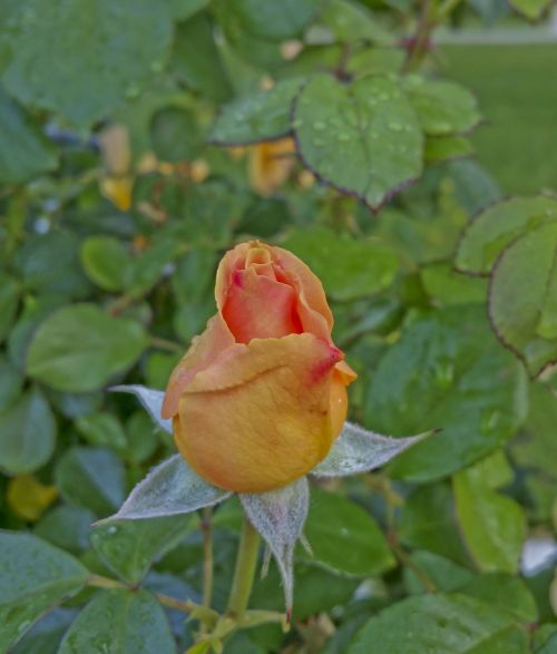 Orange Rose Bud