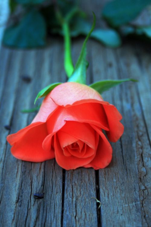 Orange Rose Bud