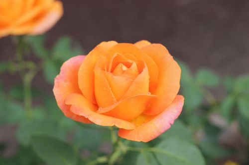 orange rose golden medal blooming garden