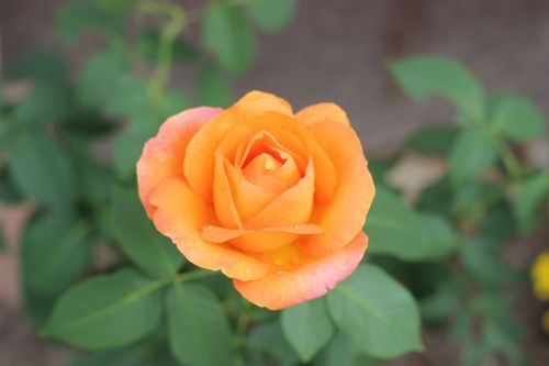 orange rose golden medal blooming garden