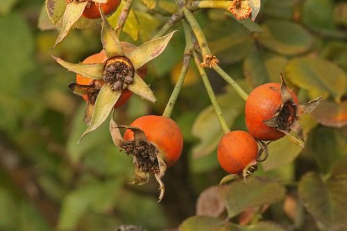 Orange Rosehips On Rose Bush