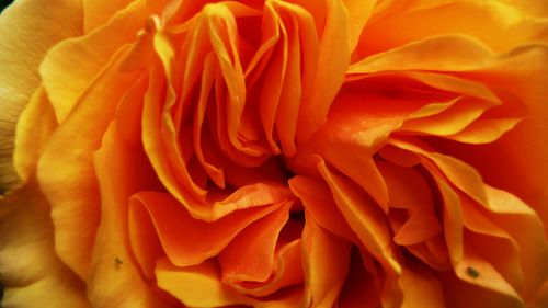 Orange Roses