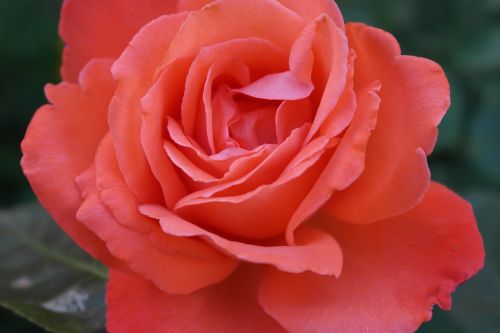 orange roses petals flower