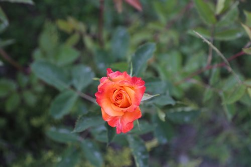 orange roses  flower  nature