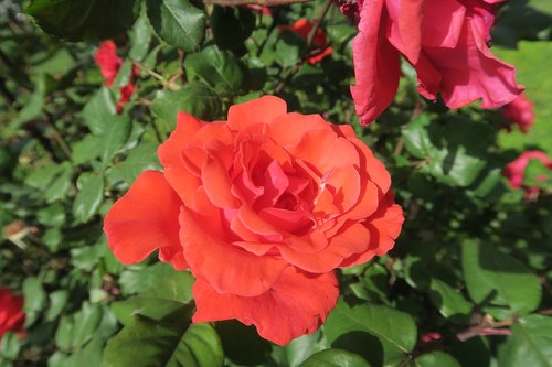 orange roses  flower  plant