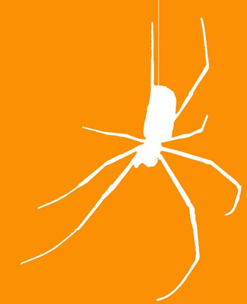 Orange Spider Silhouette