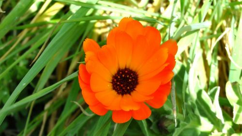 Orange Spring Flora