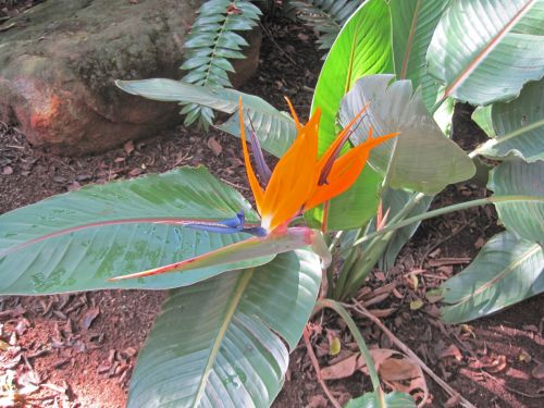 Orange Strelitzia Flower