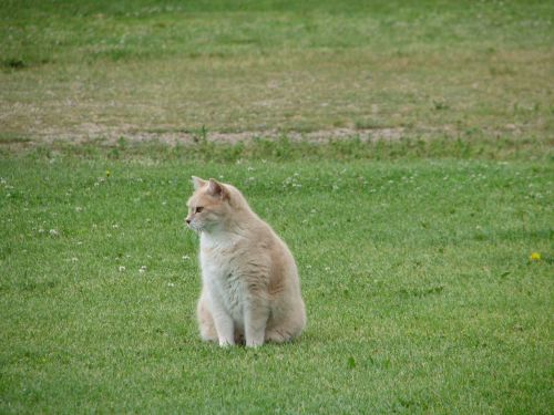 Orange Tabby Cat