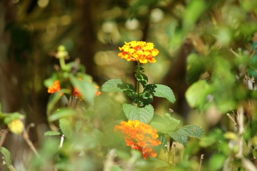 Orange Tiny Flowers 2
