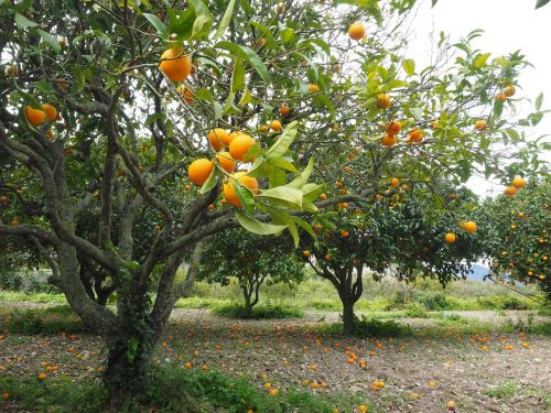 orange tree orange grove plantation