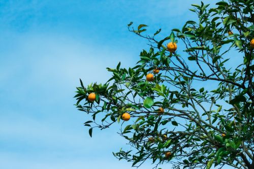 orange tree blue sky natural