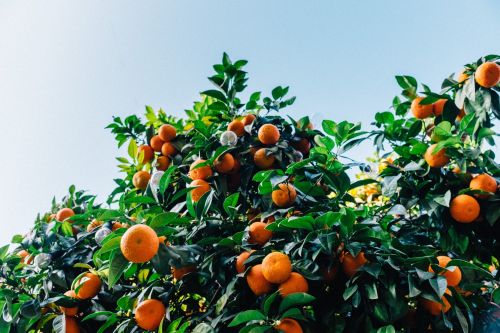 Orange Tree