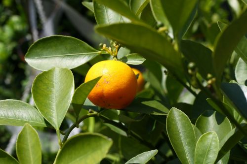 orange tree orange tree