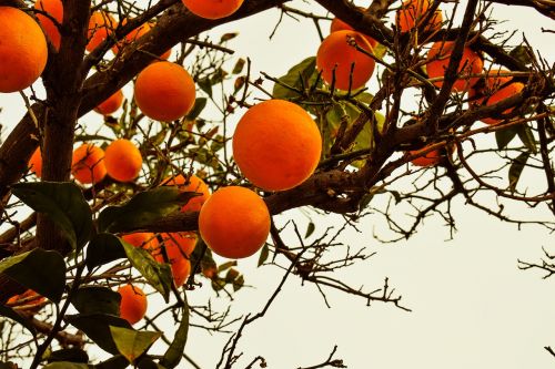 orange tree orange fruit