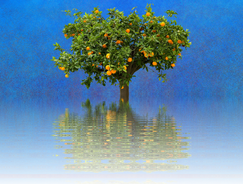 orange tree tree nature