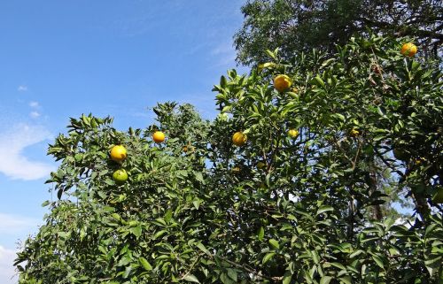 orange tree orange fruit