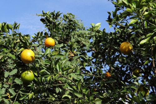 orange tree orange fruit