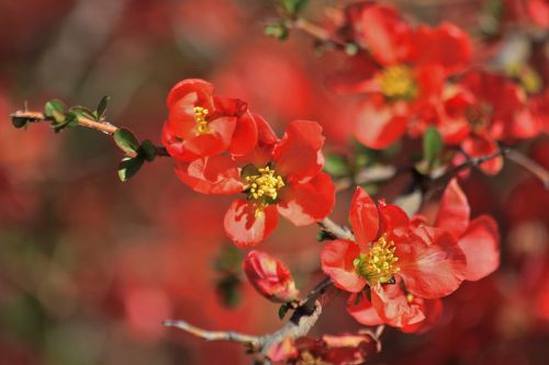 Orange Tree Blossoms Close-up