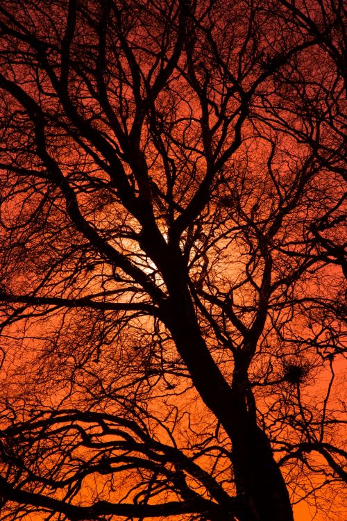 Orange Tree Silhouette