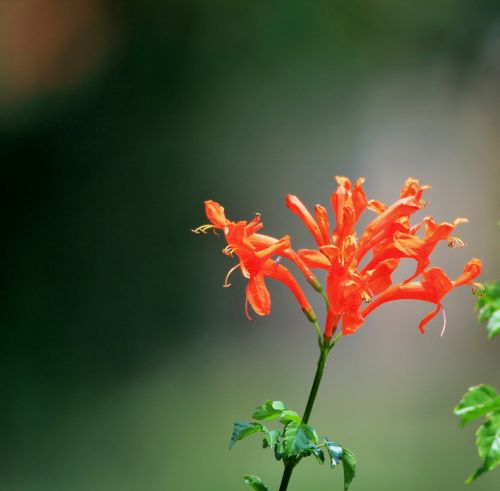 Orange Trumpet Flowers