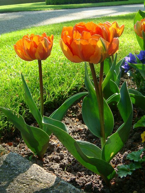 orange tulips orange flower nature