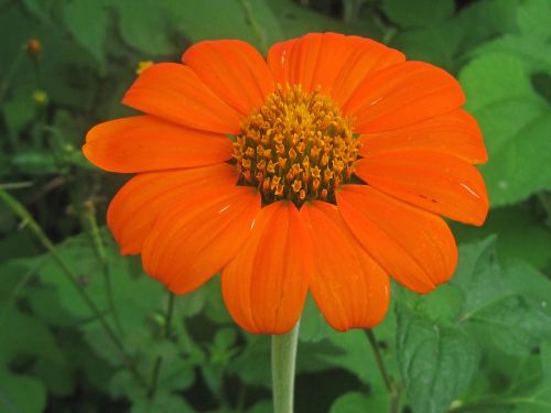 Orange Wild Flower