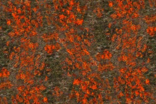 Orange Wildflower Background