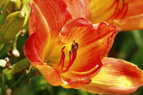 Orange Yellow Lily