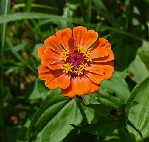 orange zinnia flower blossom