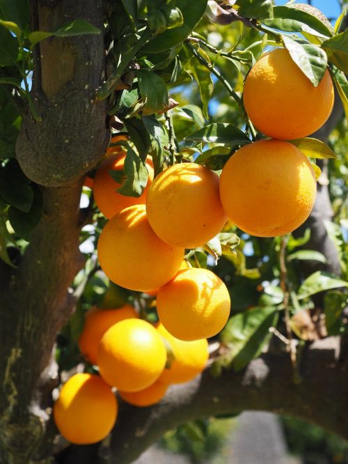 oranges fruits orange tree