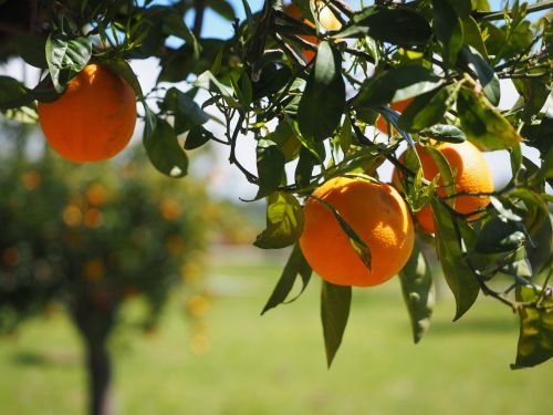 oranges fruits orange tree