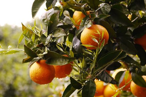 oranges fresh fruit orange fruit