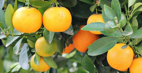 oranges orange tree market
