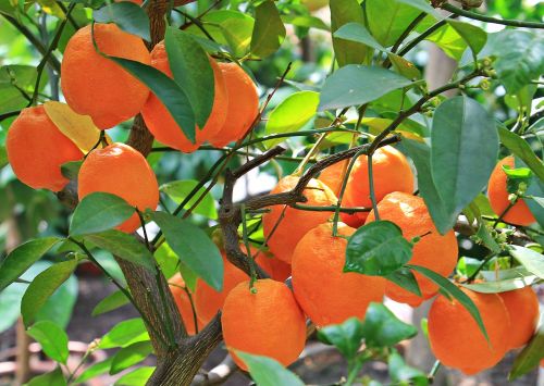 oranges citrus fruits fruits