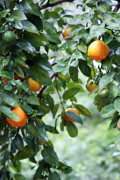 oranges tree rain