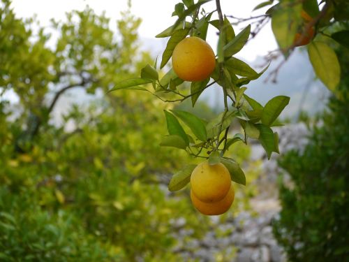 oranges mallorca tramuntana