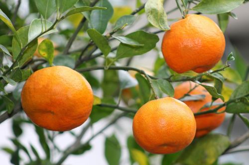 oranges fruit veracruz