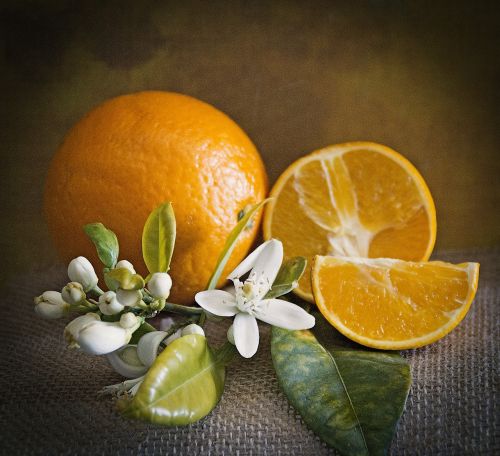 oranges still life fruit