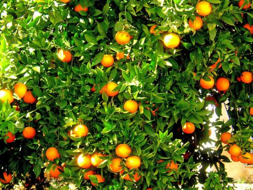 oranges fruit orange tree