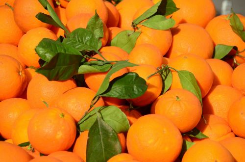 oranges fruit citrus fruit