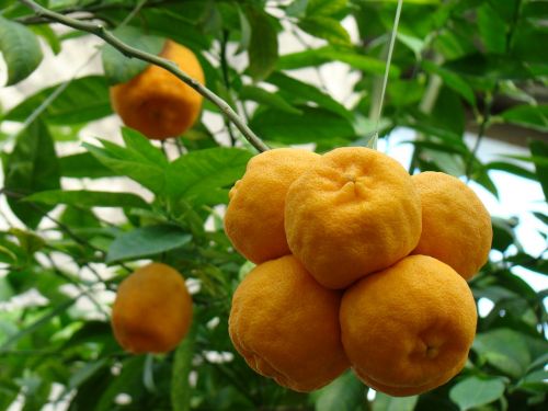 oranges nature fruit