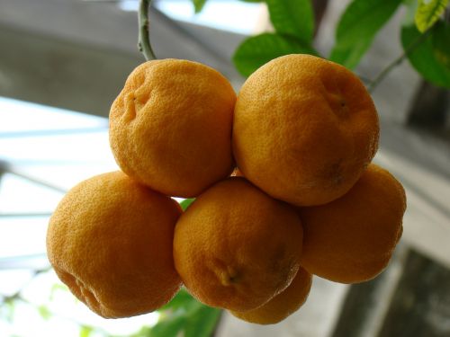 oranges orange fruit