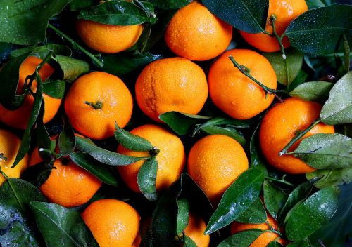oranges fruits citrus