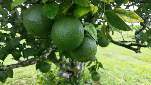 oranges green tree