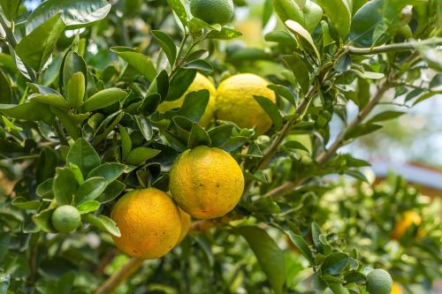 oranges orange tree garden