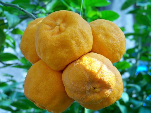 oranges fruit southern fruits